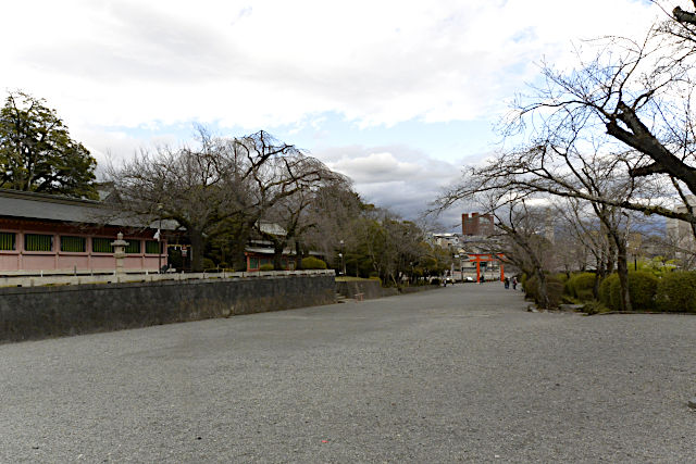 富士山本宮浅間大社のソメイヨシノ