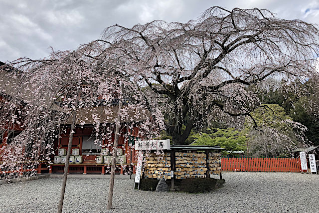 富士山本宮浅間大社・信玄桜