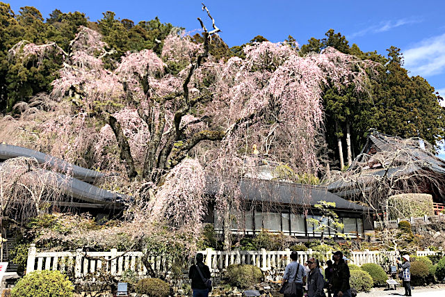 身延山久遠寺のしだれ桜