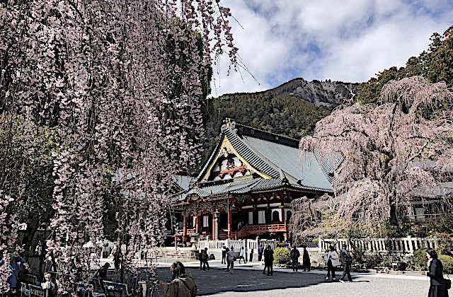 身延山久遠寺のしだれ桜