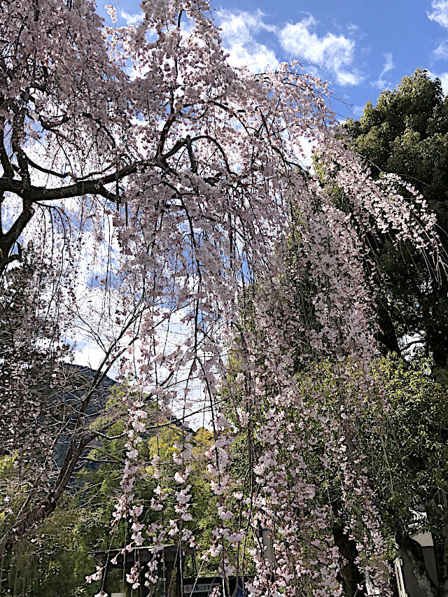 身延山久遠寺のしだれ桜