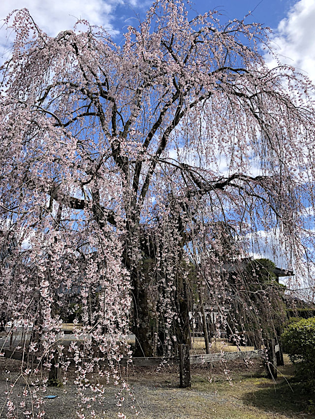 身延山久遠寺のしだれ桜