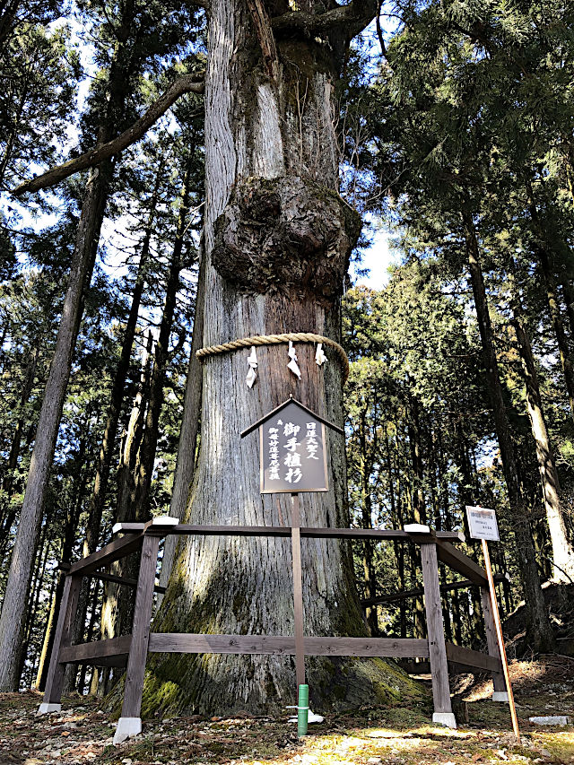 日蓮聖人の御手植杉