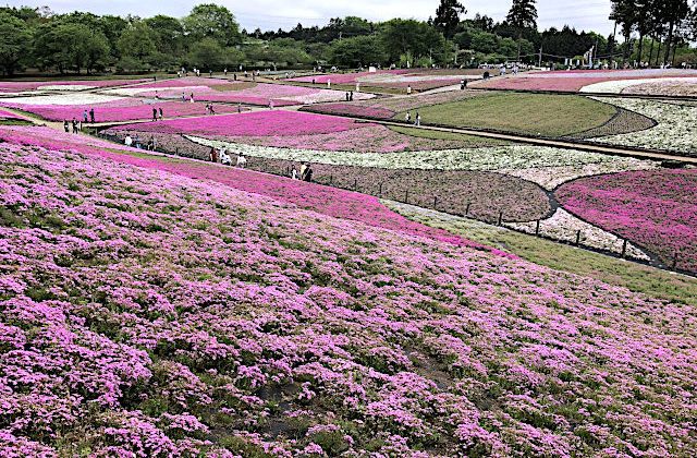 秩父羊山公園の芝桜