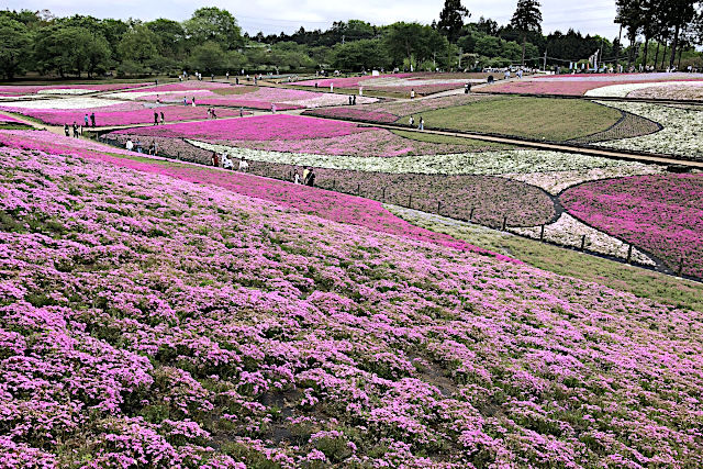 秩父羊山公園の芝桜