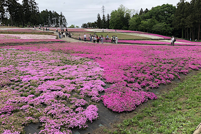 秩父羊山公園の芝桜