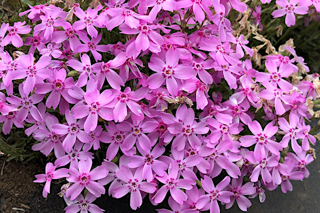 芝桜・オータムローズ