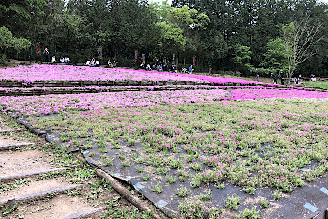 秩父羊山公園の芝桜