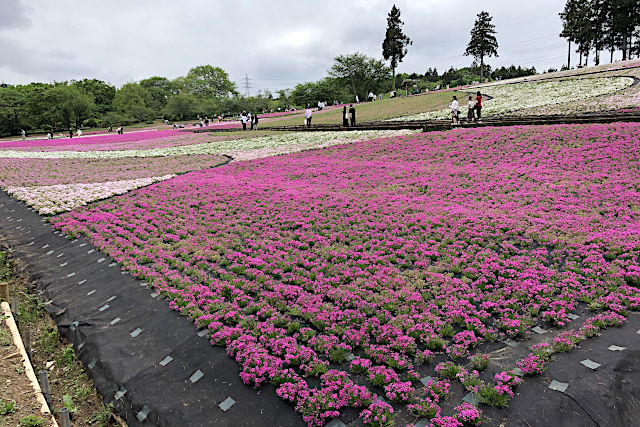 秩父羊山公園の芝桜