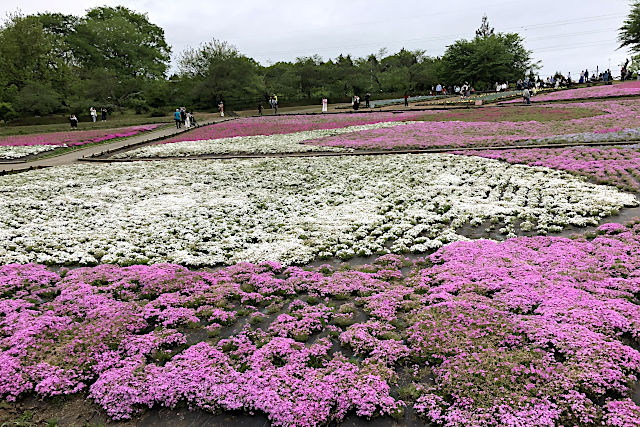 秩父羊山公園の芝桜