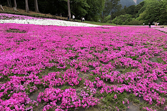 秩父羊山公園の芝桜