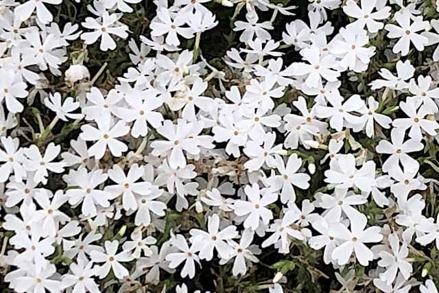 芝桜・モンブラン