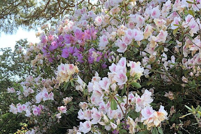 館林つつじが岡公園