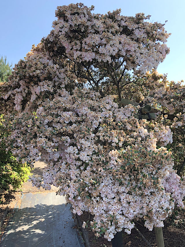 館林つつじが岡公園