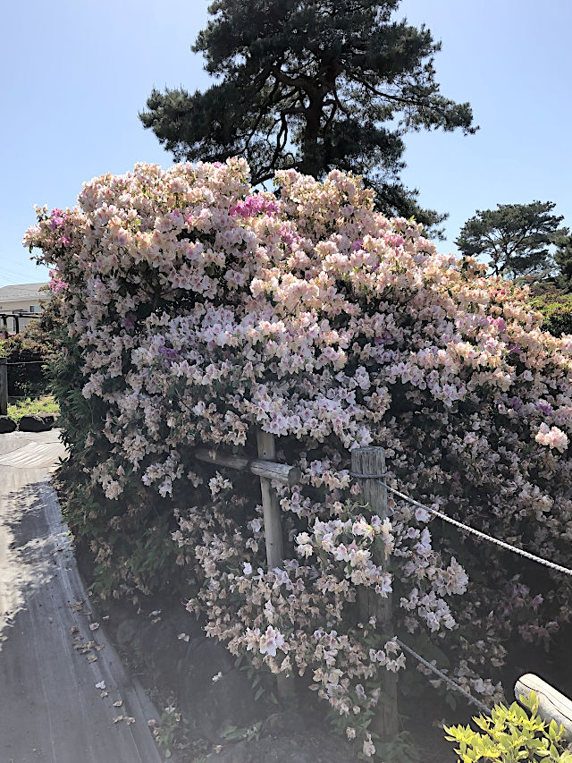 館林つつじが岡公園