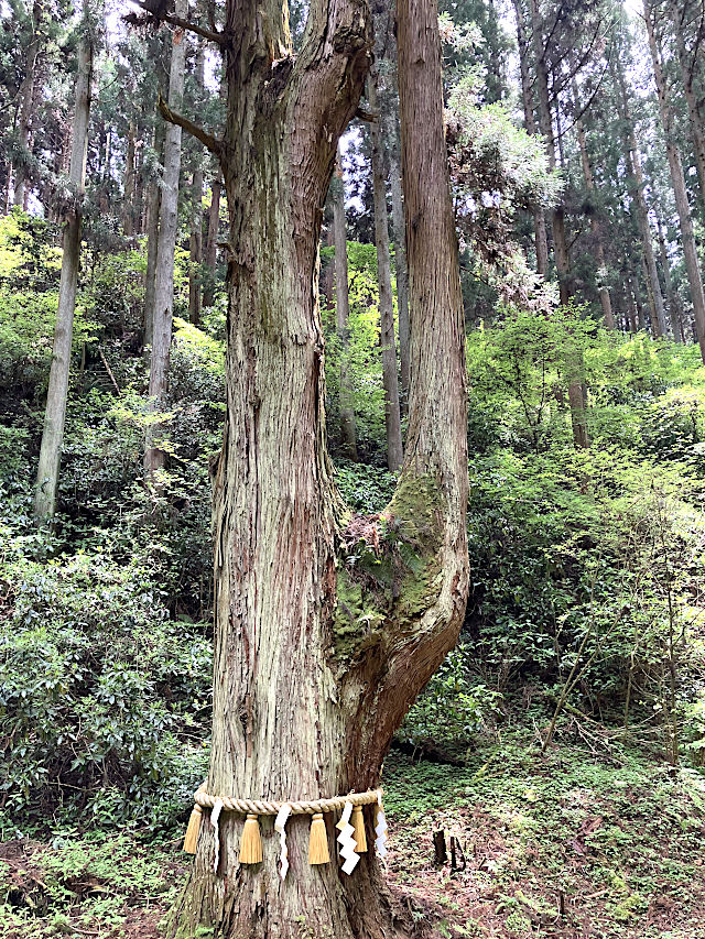 かびれ神宮への表参道