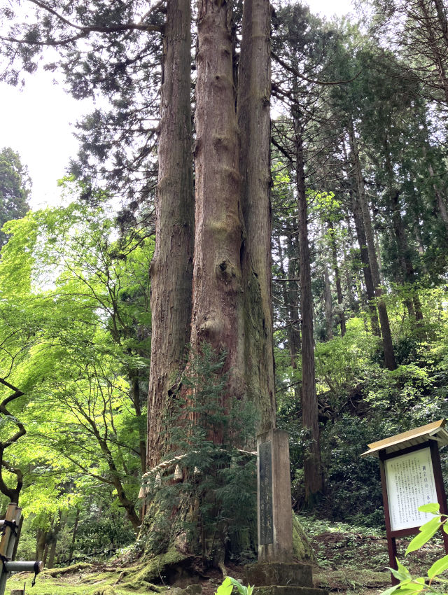 御岩神社のご神木「三本杉」