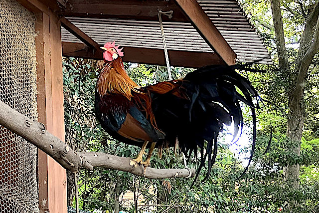 東天紅鶏