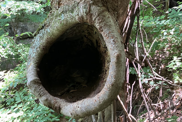 木の穴