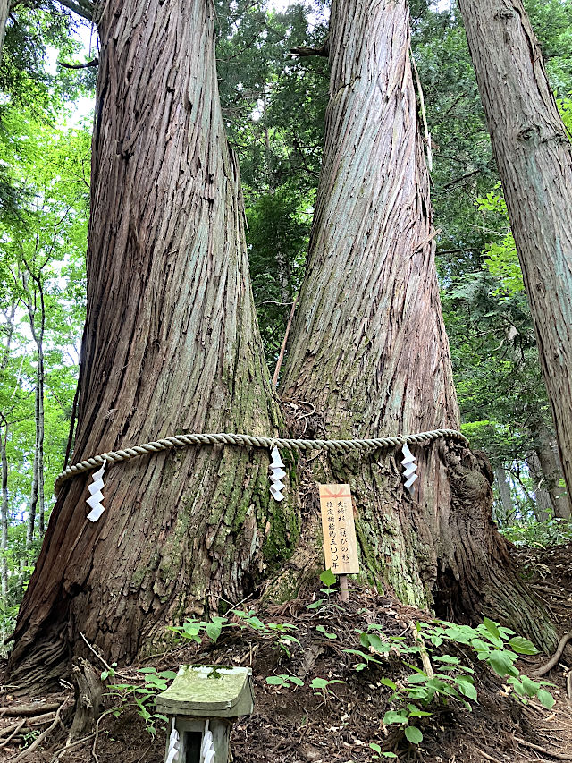 夫婦杉（結びの杉）