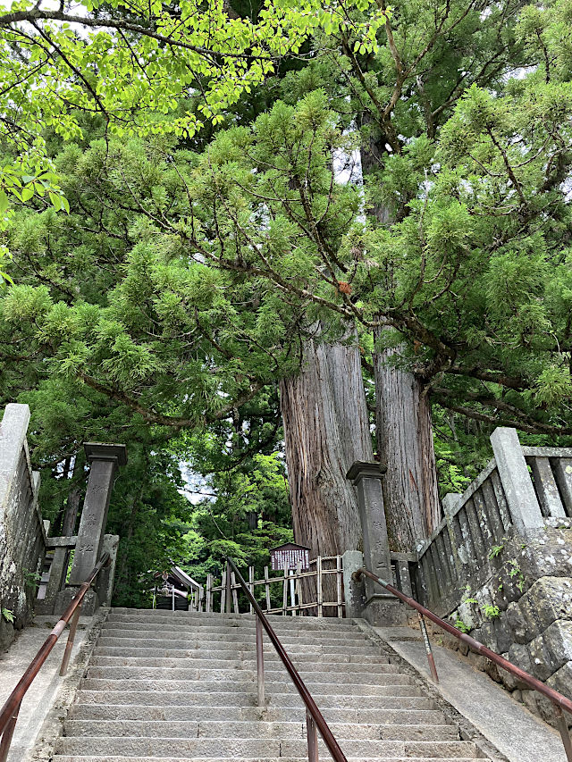 戸隠神社・中社のご神木