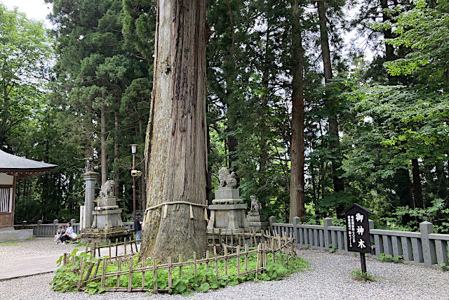 中社・ご神木