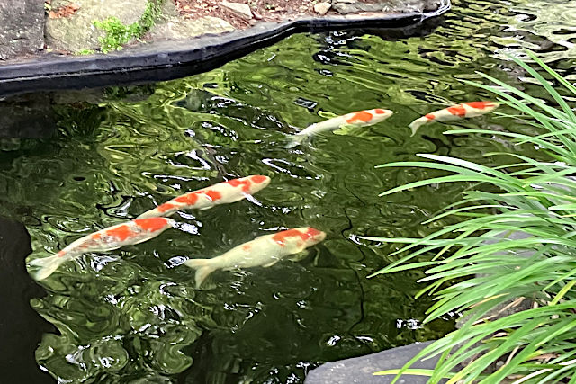 龍神池の錦鯉