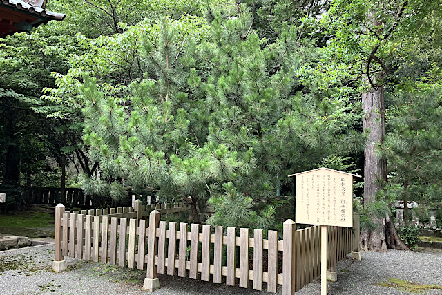 昭和天皇 御手植の松