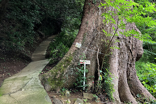 白山社への登り道