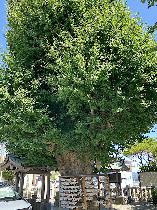 鴨居八幡神社のご神木