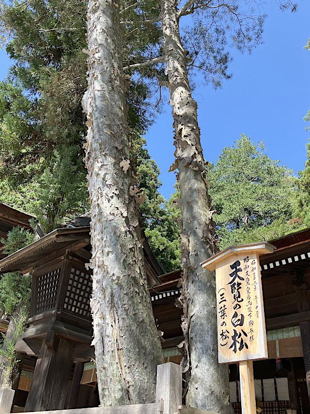 天覧の白松