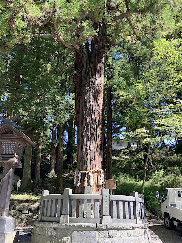 下社・春宮「結びの杉」