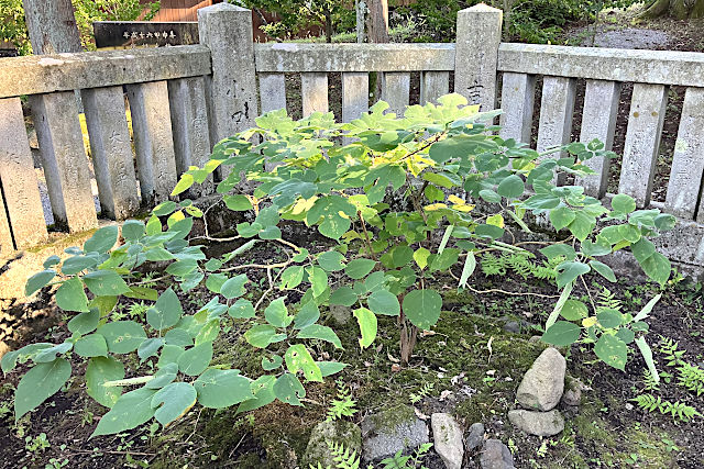 穀(かじ)の木