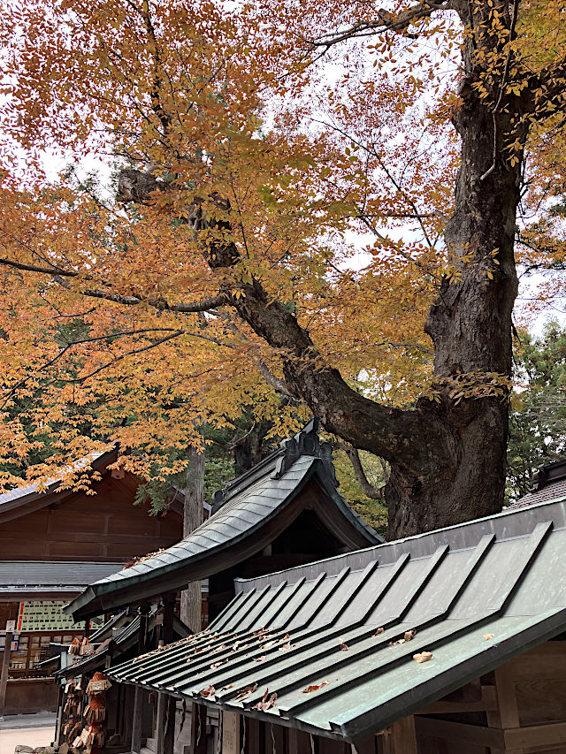 文化人が絶賛した名木・欅
