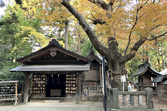 文化人が絶賛した名木・欅