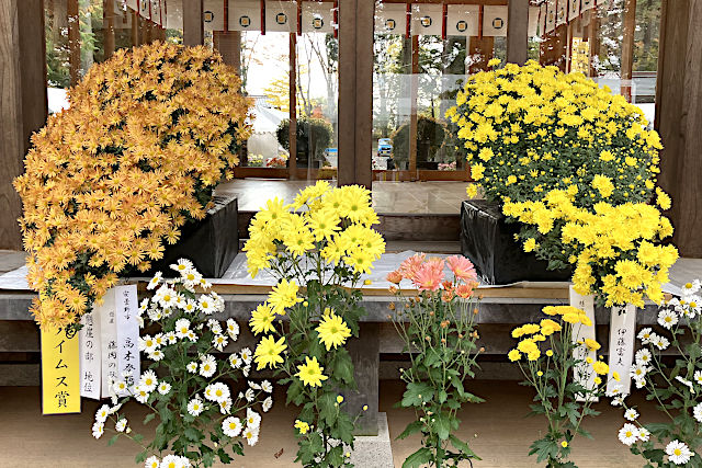 祝・七五三の菊飾り