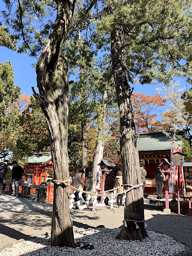生島足島神社・夫婦杉