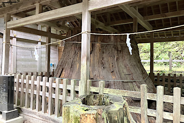仁科神明宮・元御神木