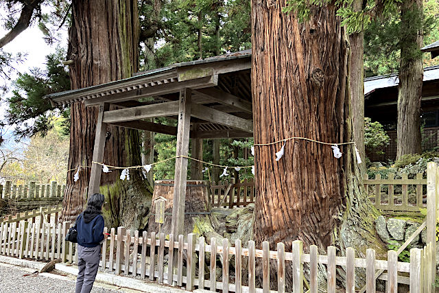 仁科神明宮・ご神木