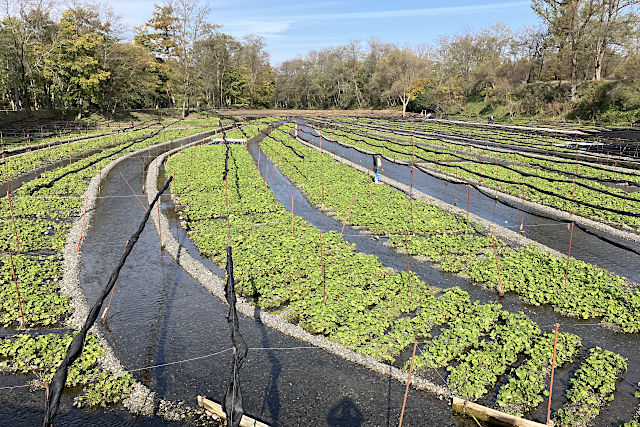 大王わさび農場