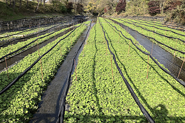 大王わさび農場