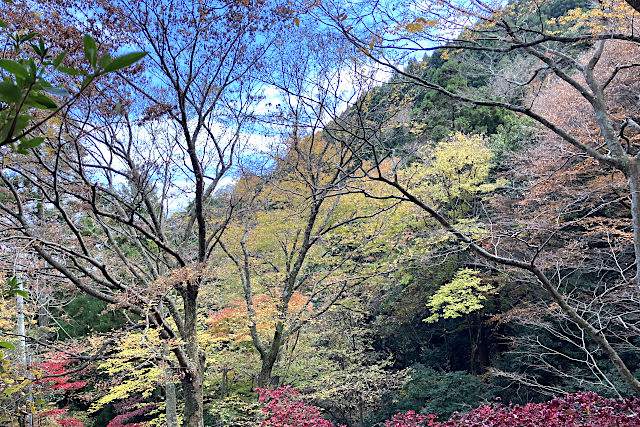 大山寺の紅葉