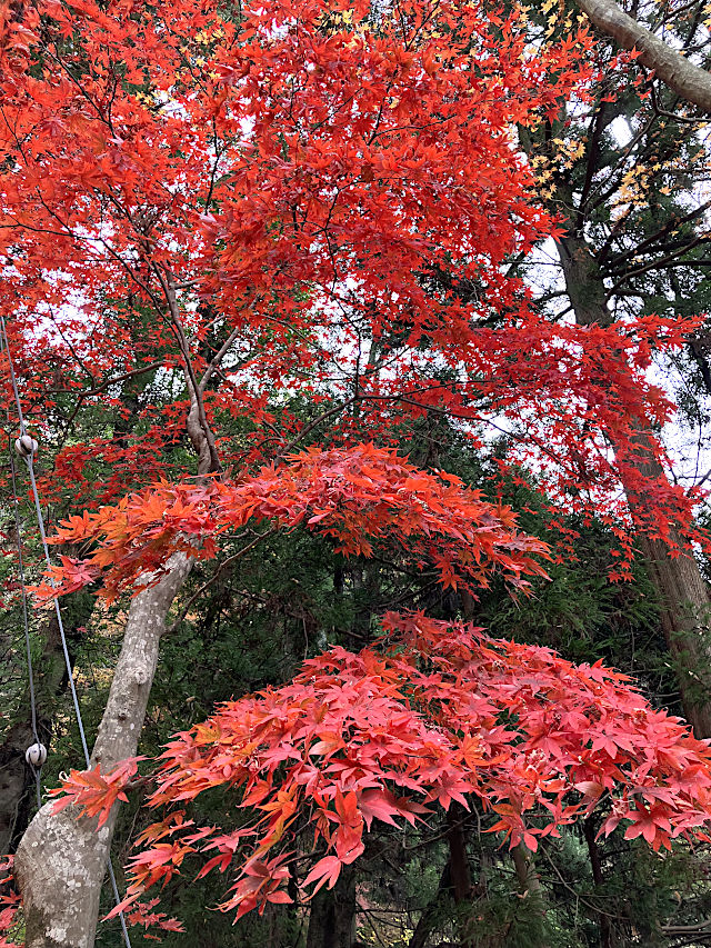 大山寺の紅葉