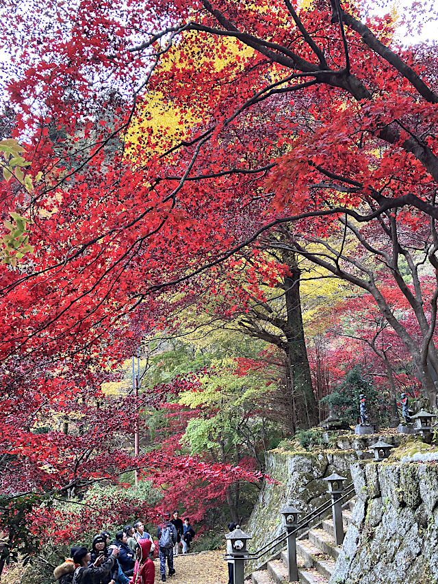 大山寺の紅葉
