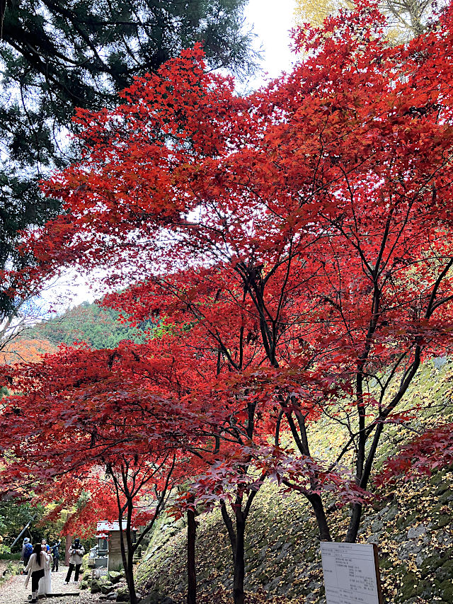 大山寺の紅葉