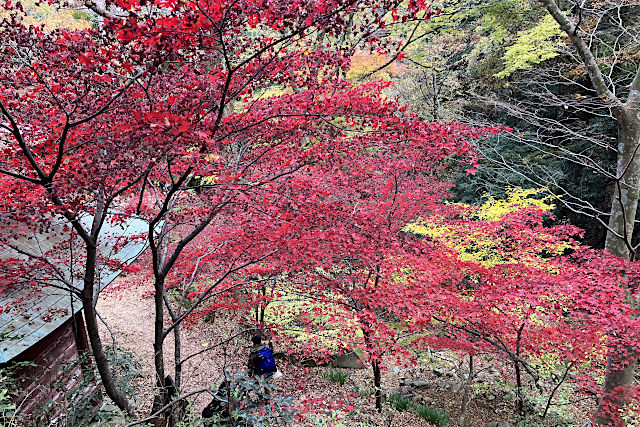 大山寺の紅葉