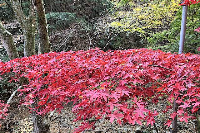 大山寺の紅葉