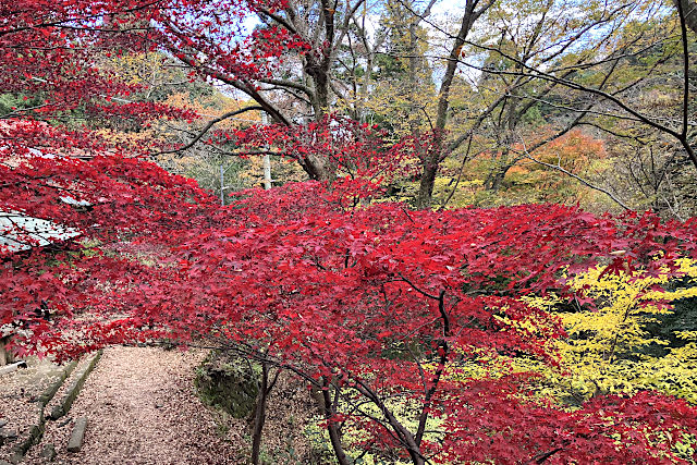 大山寺の紅葉