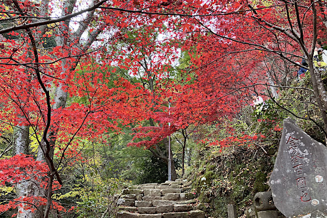 大山寺の紅葉