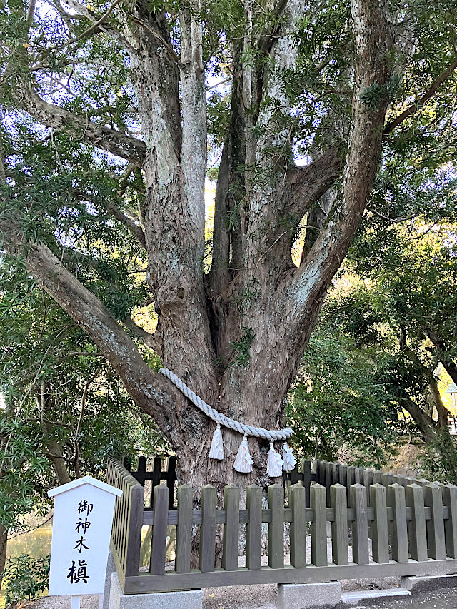 安房神社・ご神木・槇の木